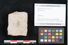 Foto (Objekt + Etikett) von Plantae indet.  (NHMW-GEO-2024-0188-11193)